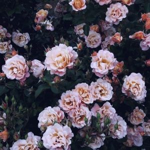 Meet your Posher, Aria